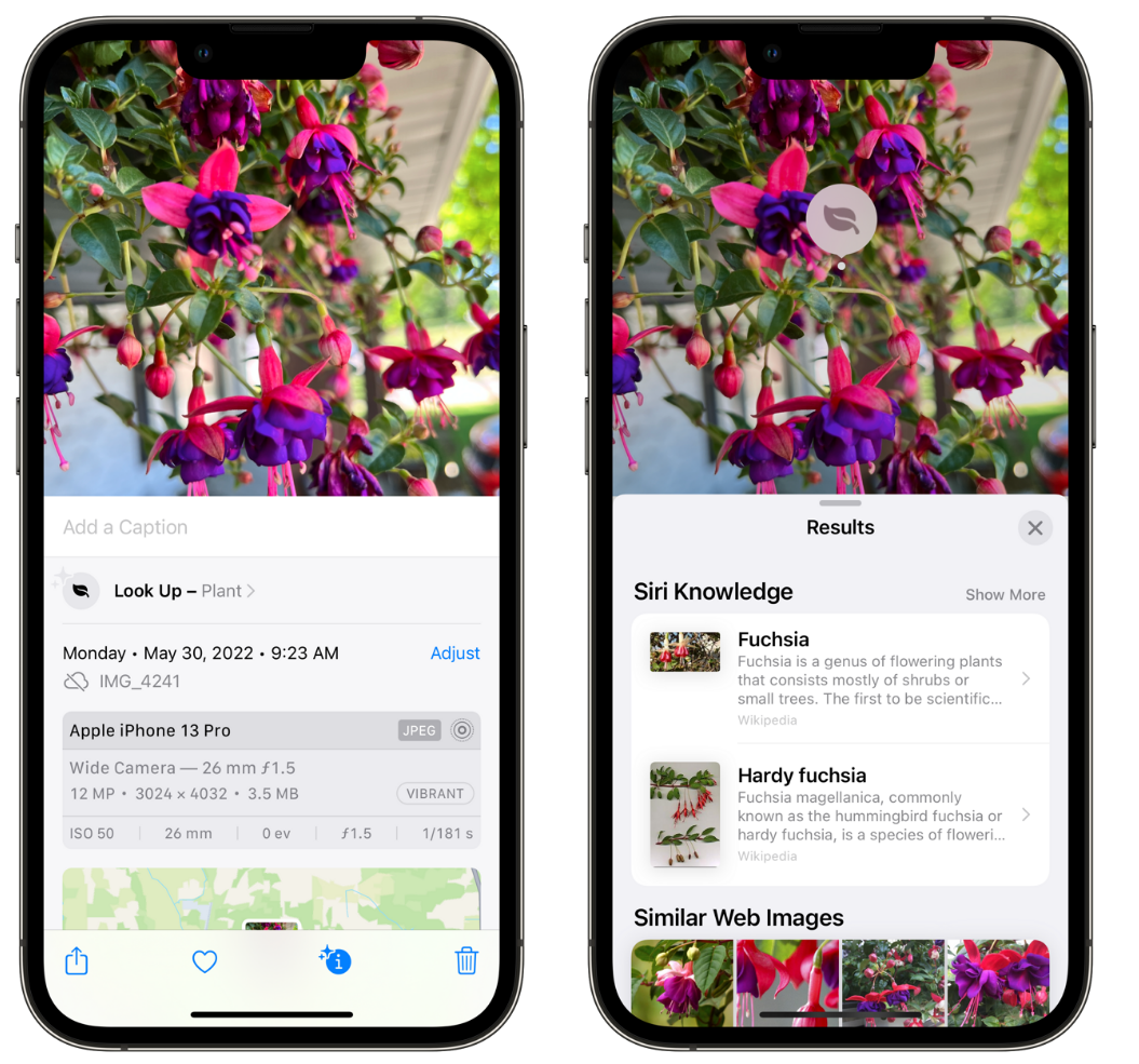 萍乡苹果手机维修分享小技巧：使用 iPhone 相机识别花卉植物 